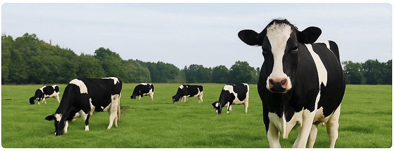 Holstein Cow